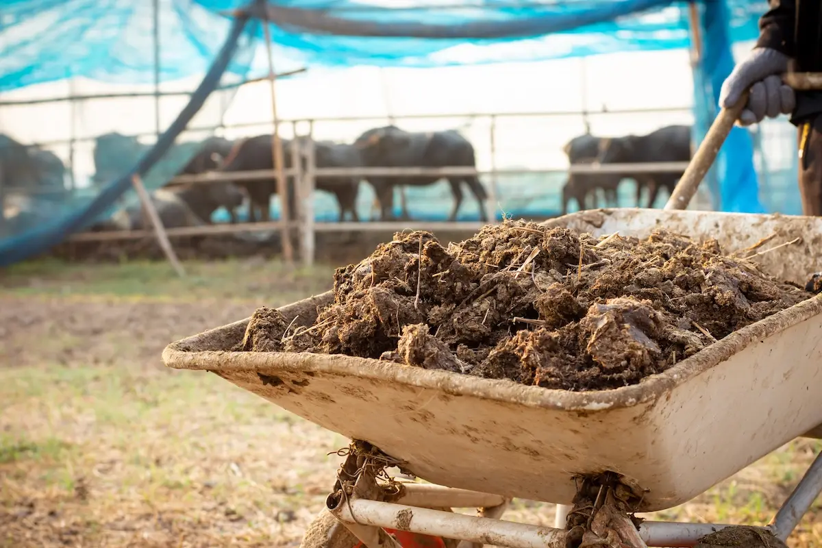 Contoh Biogas di Kehidupan Sehari-Hari